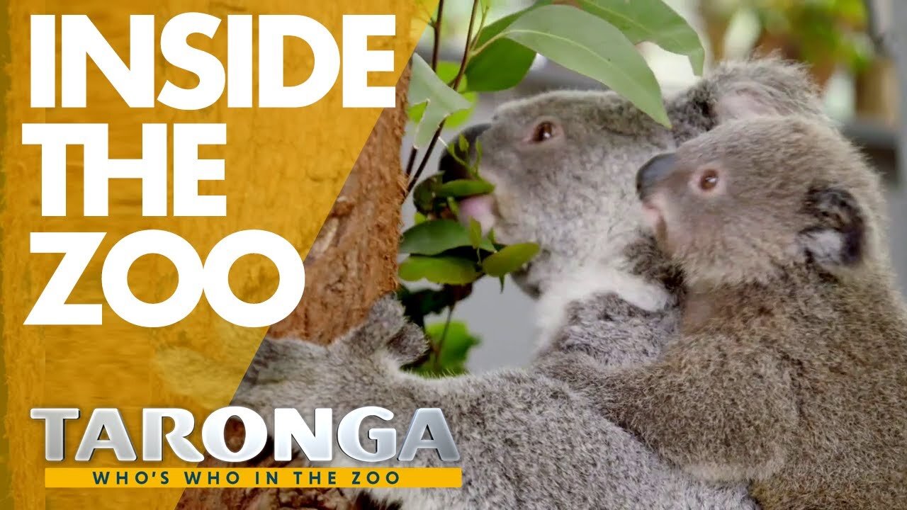  Taronga Zoo: Who’s Who in the Zoo Source: Youtube  