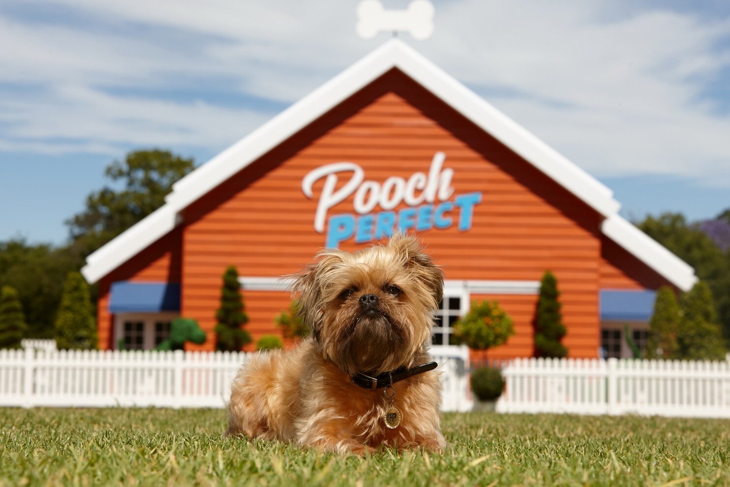   Pooch Perfect  Source: Seven Network 