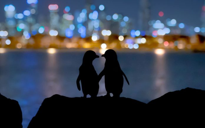 Meet The Penguins (image - ABC)