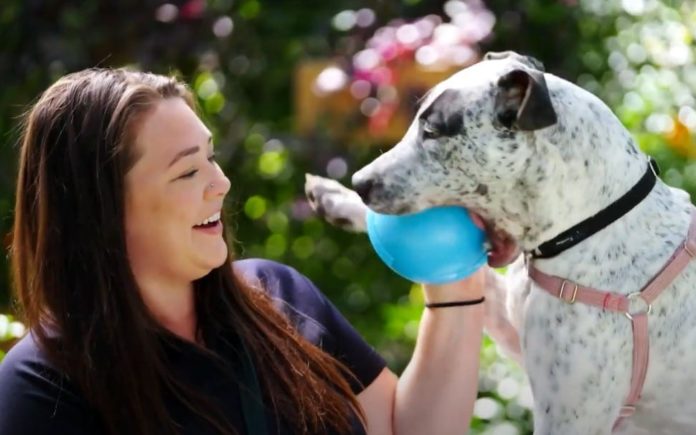 The Dog House Australia (image - Channel 10)